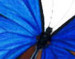 blue morpho detail