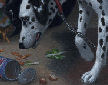 Dalmation detail