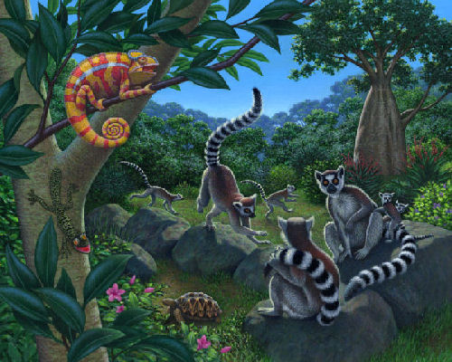 chameleon, lemurs, tortoise