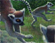 lemurs detail