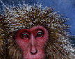 Macaque detail