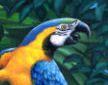 Macaw detail