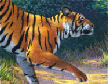 Tiger illustration for jigsaw book
