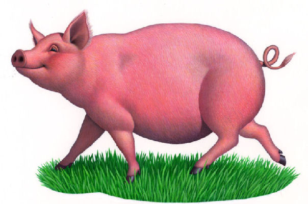 happy pig