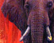 sunset elephant detail