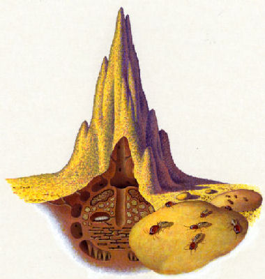 termite mound cutaway