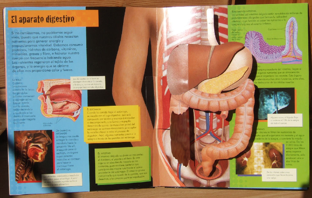 Abdominal pages