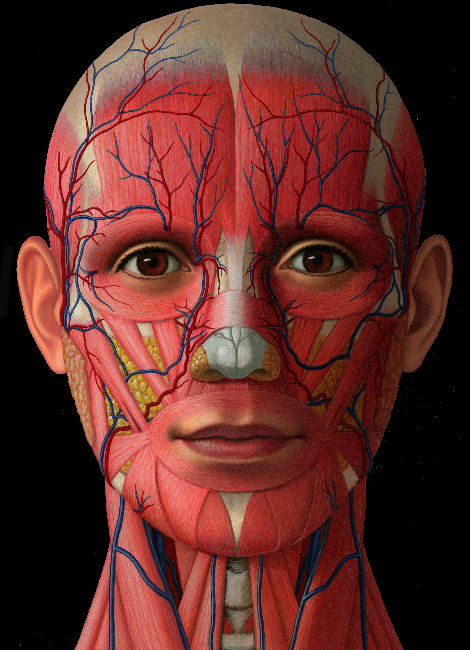 Cover illustration for pop-up book about human anatomy