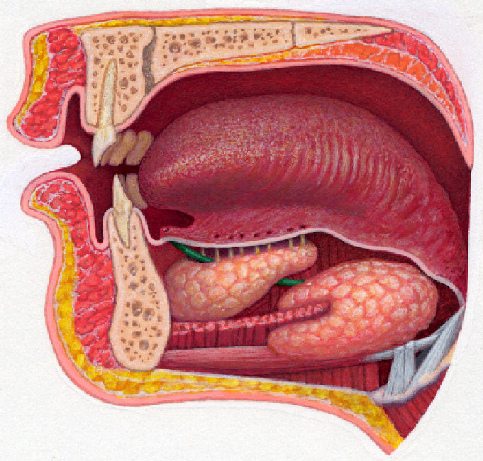 Salivary glands