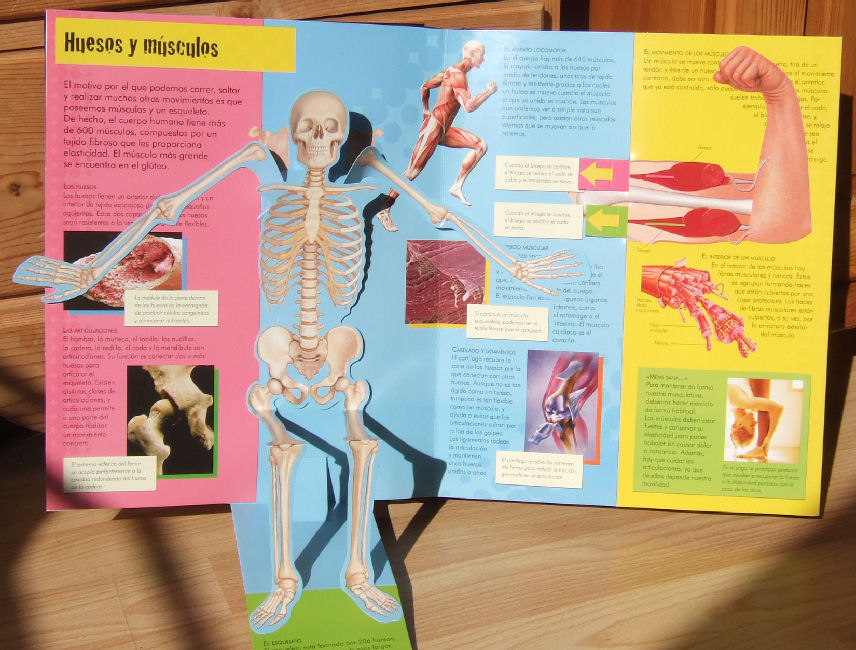 Skeleton