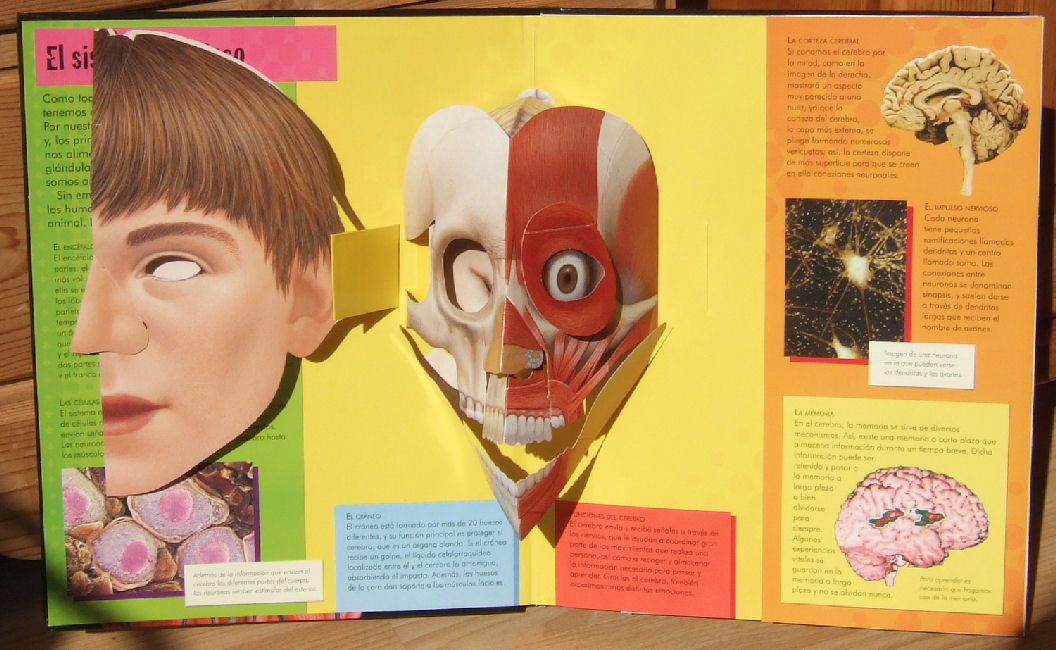 Head and skull